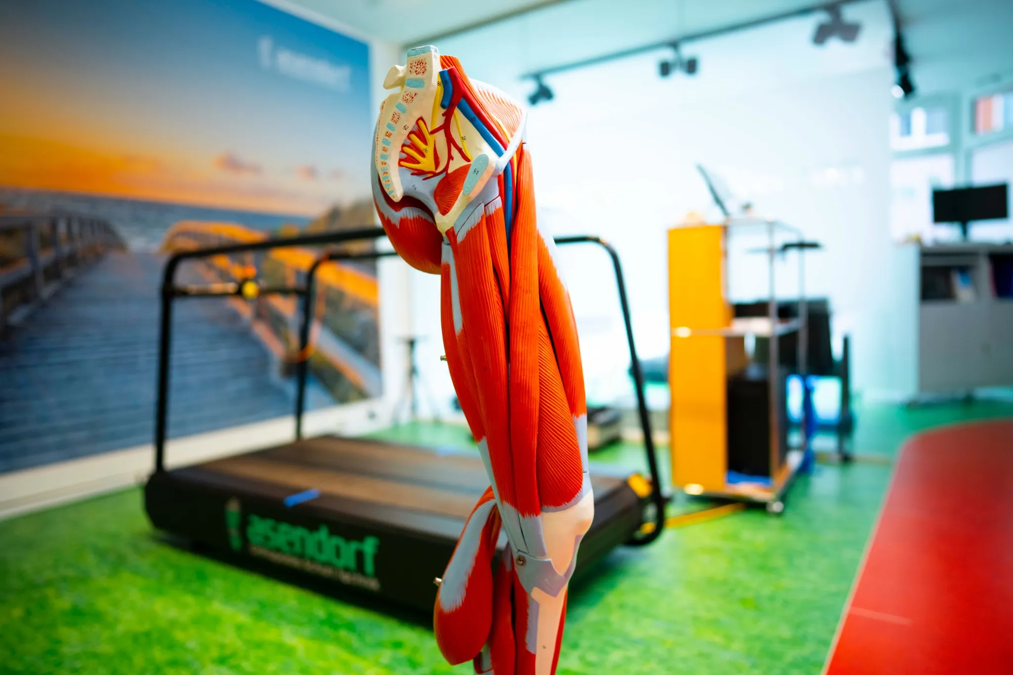 asendorf-orthopaedie-schuh-technik-bremen-anatomie-bein-nahansicht Ein detailliertes anatomisches Modell eines menschlichen Beins mit freiliegenden Muskeln ist in einem Fitnessstudio oder einer Rehabilitationseinrichtung ausgestellt, mit einem Laufband im Hintergrund.